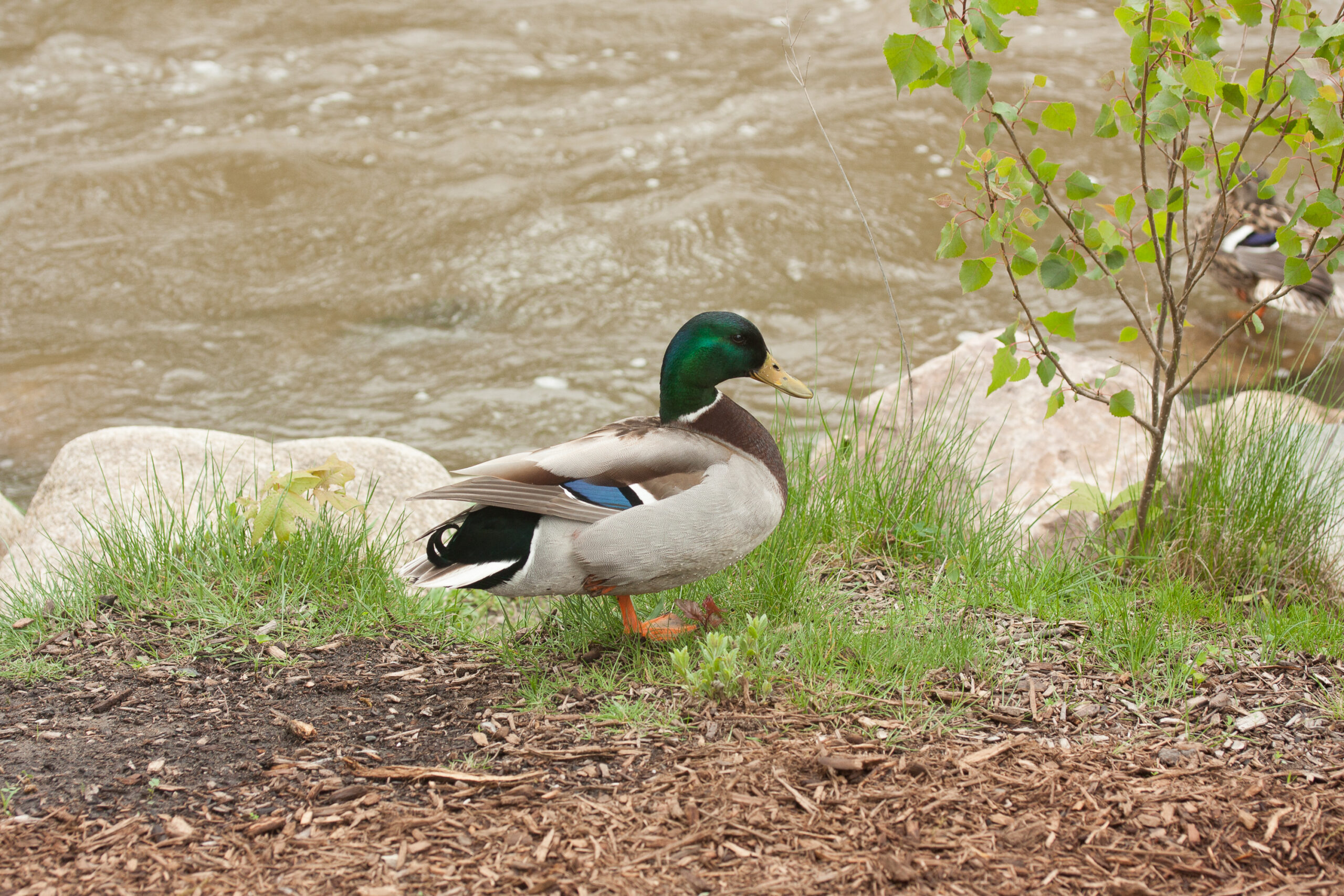 Male Mallard duck next to the Paint Creek